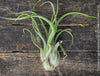 Tillandsia caput medusae, organically grown air plants for sale at TOMs FLOWer CLUB.