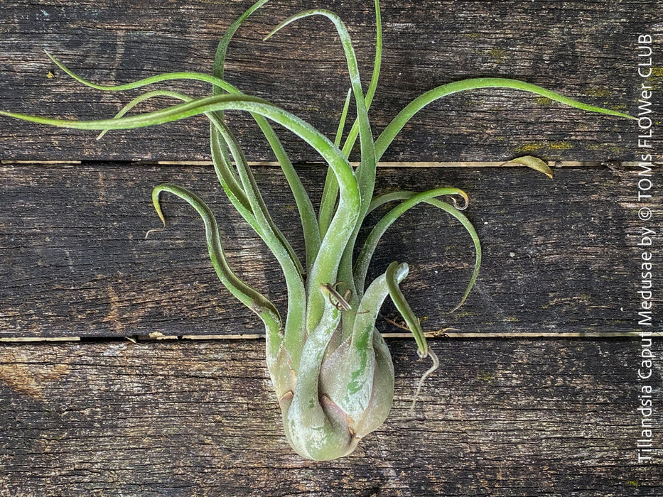 Tillandsia caput medusae, organically grown air plants for sale at TOMs FLOWer CLUB.