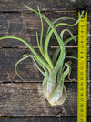 Tillandsia caput medusae, organically grown air plants for sale at TOMs FLOWer CLUB.