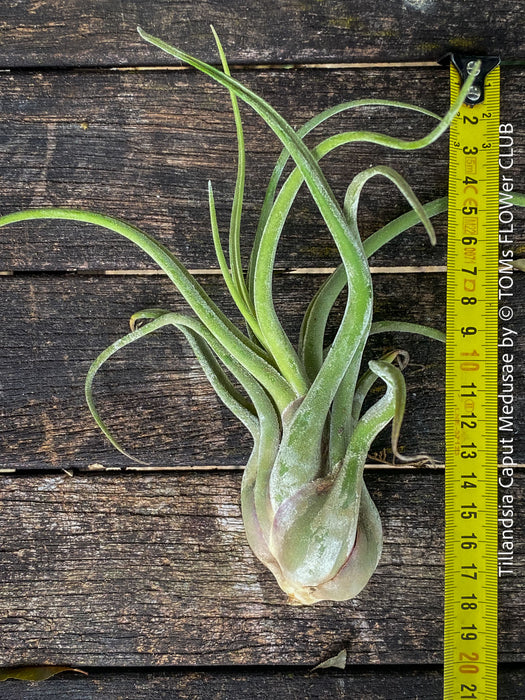 Tillandsia caput medusae, organically grown air plants for sale at TOMs FLOWer CLUB.