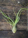Tillandsia caput medusae, organically grown air plants for sale at TOMs FLOWer CLUB.