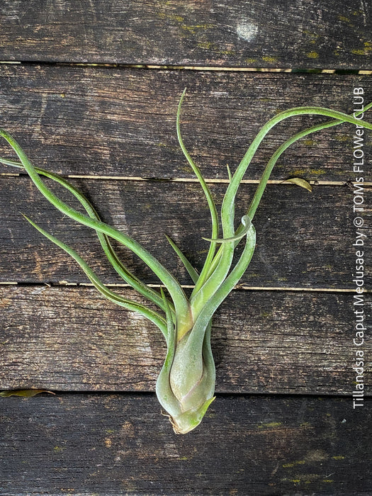 Tillandsia caput medusae, organically grown air plants for sale at TOMs FLOWer CLUB.