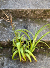 Tillandsia Curly Slim, organically grown air plants for sale at TOMs FLOWer CLUB.