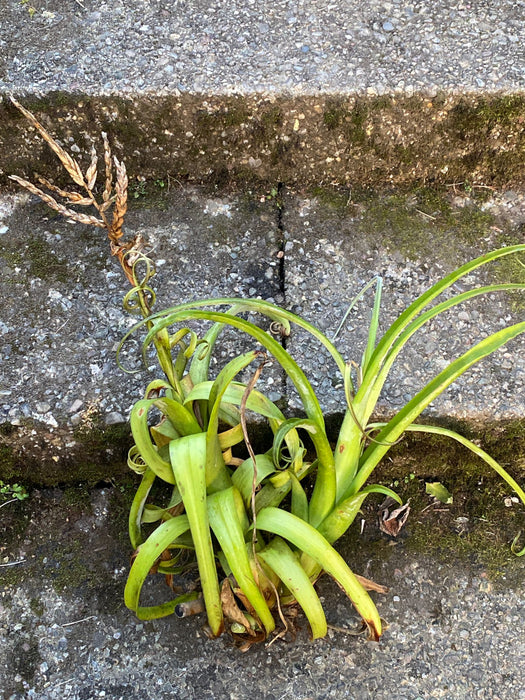 Tillandsia Curly Slim, organically grown air plants for sale at TOMs FLOWer CLUB.