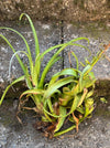 Tillandsia Curly Slim, organically grown air plants for sale at TOMs FLOWer CLUB.