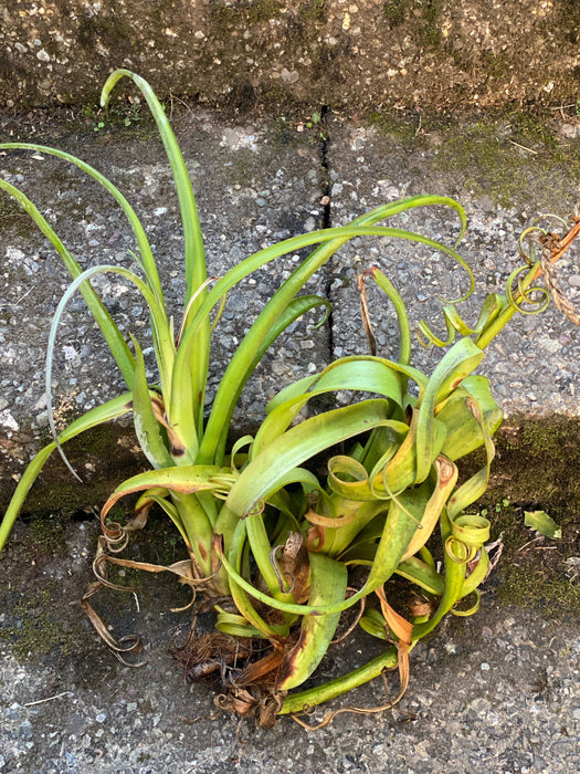 Tillandsia Curly Slim, organically grown air plants for sale at TOMs FLOWer CLUB.