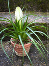Tillandsia Cyanea Alba - Wallisia Cyanea,  white quill bromeliad in flower for sale at TOMs FLOWer CLUB