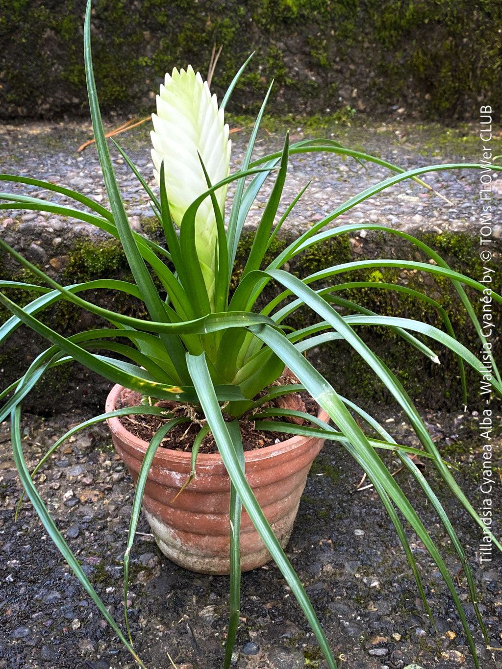Tillandsia Cyanea Alba - Wallisia Cyanea | organically grown