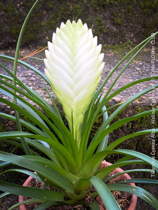 Tillandsia Cyanea Alba - Wallisia Cyanea | organically grown