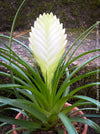 Tillandsia Cyanea Alba - Wallisia Cyanea,  white quill bromeliad in flower for sale at TOMs FLOWer CLUB
