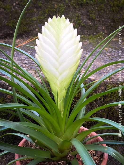 Tillandsia Cyanea Alba - Wallisia Cyanea,  white quill bromeliad in flower for sale at TOMs FLOWer CLUB