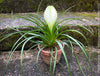 Tillandsia Cyanea Alba - Wallisia Cyanea,  white quill bromeliad in flower for sale at TOMs FLOWer CLUB