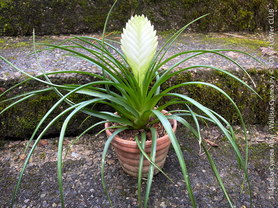 Tillandsia Cyanea Alba - Wallisia Cyanea,  white quill bromeliad in flower for sale at TOMs FLOWer CLUB