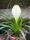 Tillandsia Cyanea Alba - Wallisia Cyanea,  white quill bromeliad in flower for sale at TOMs FLOWer CLUB