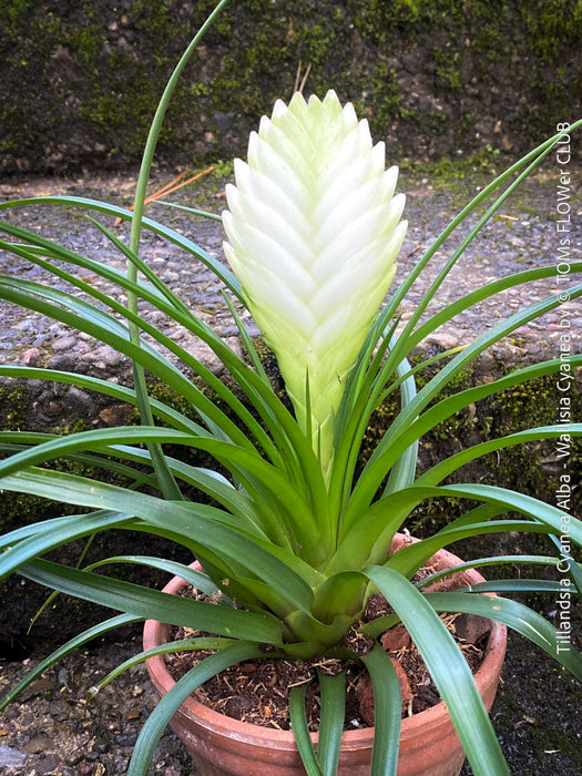 Tillandsia Cyanea Alba - Wallisia Cyanea,  white quill bromeliad in flower for sale at TOMs FLOWer CLUB