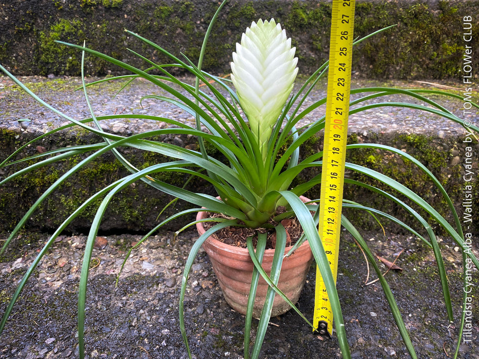 Tillandsia Cyanea Alba - Wallisia Cyanea,  white quill bromeliad in flower for sale at TOMs FLOWer CLUB