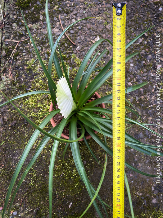 Tillandsia Cyanea Alba - Wallisia Cyanea,  white quill bromeliad in flower for sale at TOMs FLOWer CLUB
