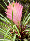 Tillandsia cyanea Variegata with cream-striped foliage growing at TOMs FLOWer CLUB