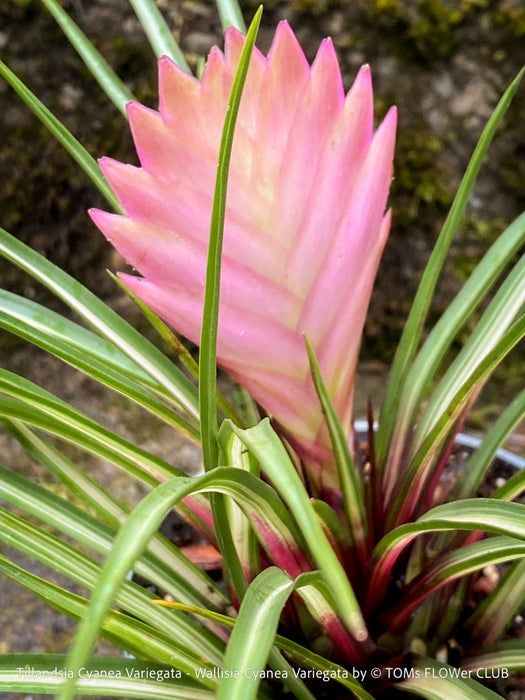 Tillandsia cyanea Variegata with cream-striped foliage growing at TOMs FLOWer CLUB