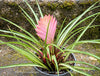 Rare Wallisia cyanea Variegata bromeliad displaying ornamental variegated leaves