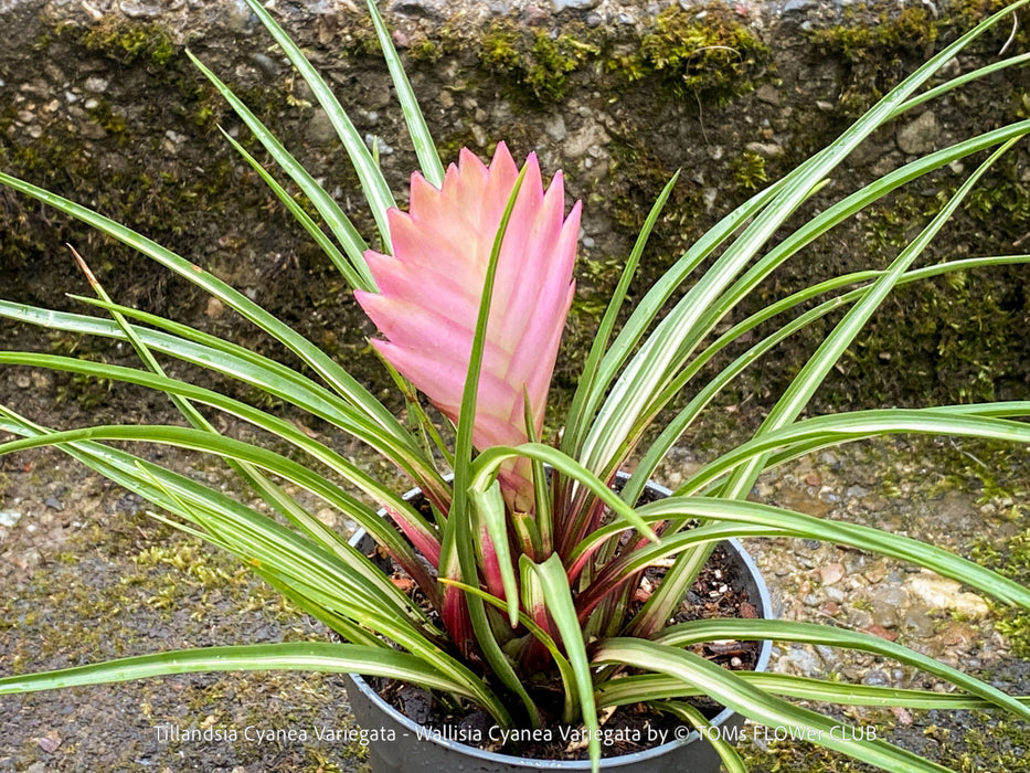 Rare Wallisia cyanea Variegata bromeliad displaying ornamental variegated leaves