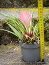 Established Tillandsia cyanea Variegata indoor plant in airy bromeliad orchid substrate