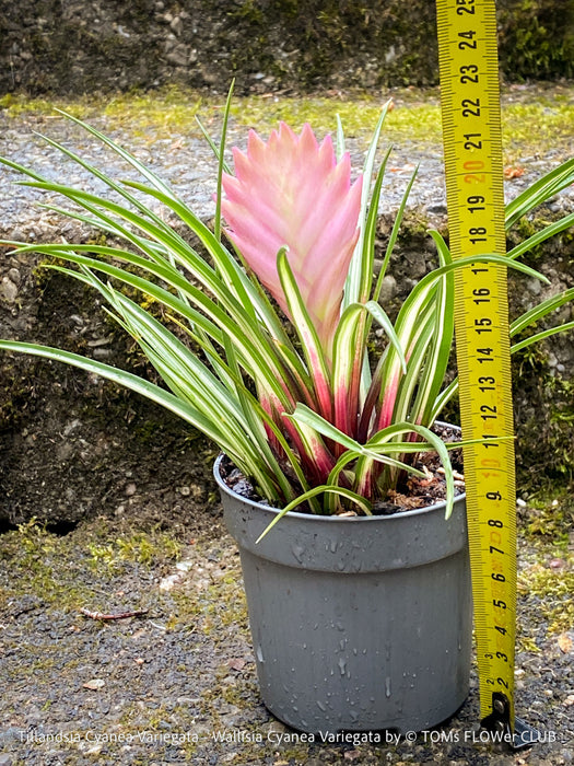 Established Tillandsia cyanea Variegata indoor plant in airy bromeliad orchid substrate
