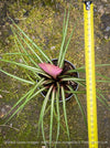 Established Tillandsia cyanea Variegata indoor plant in airy bromeliad orchid substrate