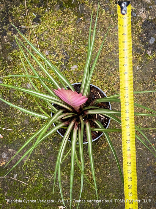 Established Tillandsia cyanea Variegata indoor plant in airy bromeliad orchid substrate