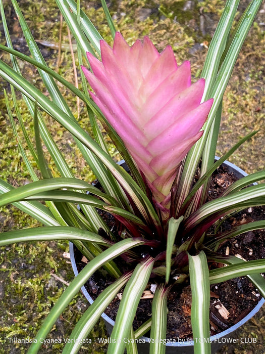 Rare flowering bromeliad Tillandsia cyanea Variegata cultivated by TOMs FLOWer CLUB