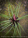 Variegated Pink Quill Plant from TOMs FLOWer CLUB with strong roots and established growth