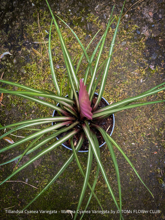 Variegated Pink Quill Plant from TOMs FLOWer CLUB with strong roots and established growth