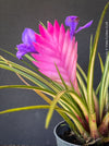 Variegated Tillandsia Cyanea from TOMs FLOWer CLUB with strong roots and established growth