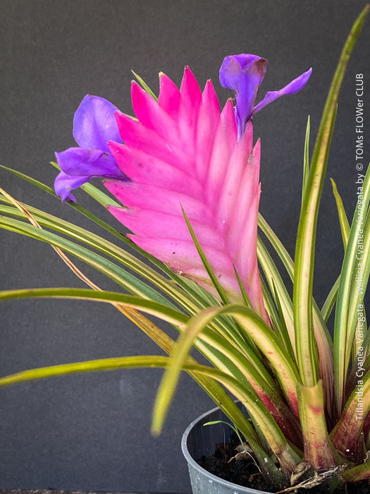 Variegated Tillandsia Cyanea from TOMs FLOWer CLUB with strong roots and established growth