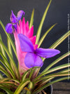 Flower detail of Variegated Tillandsia Cyanea from TOMs FLOWer CLUB with strong roots and established growth