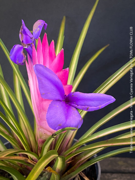 Flower detail of Variegated Tillandsia Cyanea from TOMs FLOWer CLUB with strong roots and established growth