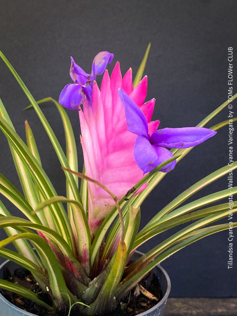 フラワー・ガーデニング Tillandsia cotagaitensis **50** フラワー