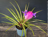 Variegated Tillandsia Cyanea from TOMs FLOWer CLUB with strong roots and established growth