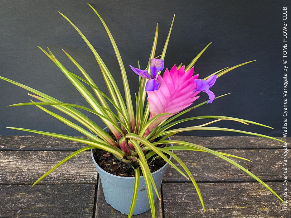 Variegated Tillandsia Cyanea from TOMs FLOWer CLUB with strong roots and established growth