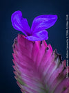 Flower detail of Tillandsia cyanea pink quill flowering bromeliad healthy plant at TOMs FLOWer CLUB