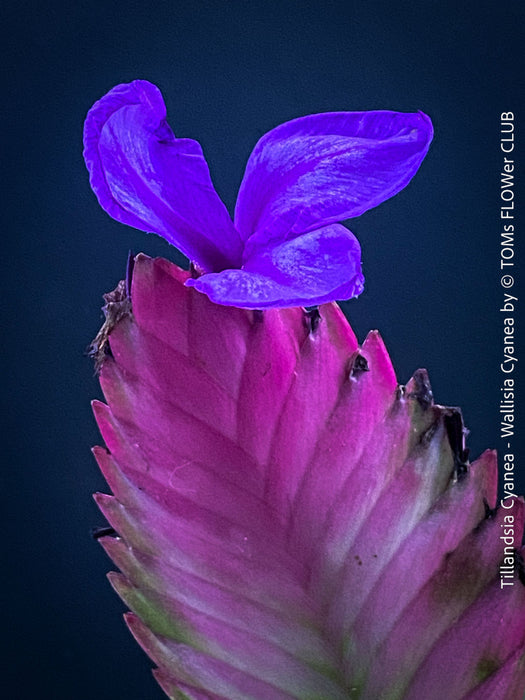 Flower detail of Tillandsia cyanea pink quill flowering bromeliad healthy plant at TOMs FLOWer CLUB