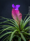 Tillandsia Cyanea with purple flower for sale at TOMs FLOWer CLUB.