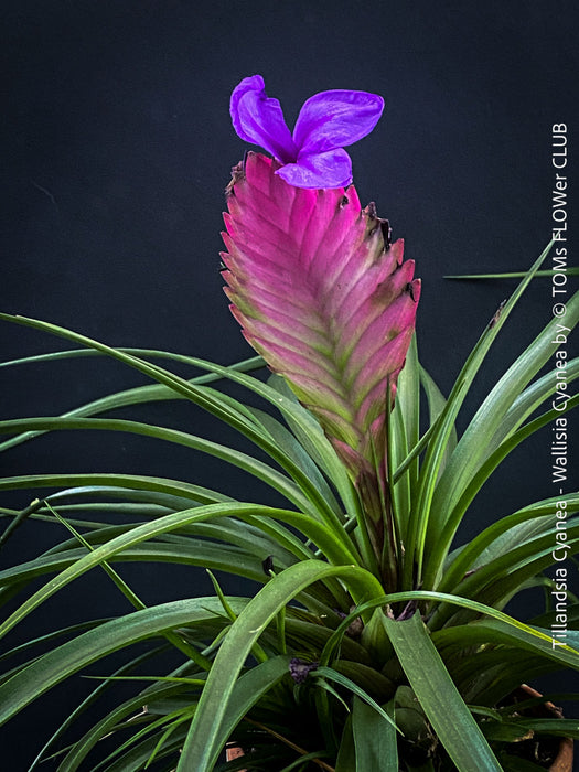 Tillandsia Cyanea with purple flower for sale at TOMs FLOWer CLUB.