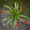 Tillandsia Flabellata, Bromelias, Tillandsia, Airplant, organically grown plants for sale at TOMS FLOWer CLUB.
