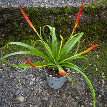 Tillandsia Flabellata, Bromelias, Tillandsia, Airplant, organically grown plants for sale at TOMS FLOWer CLUB.