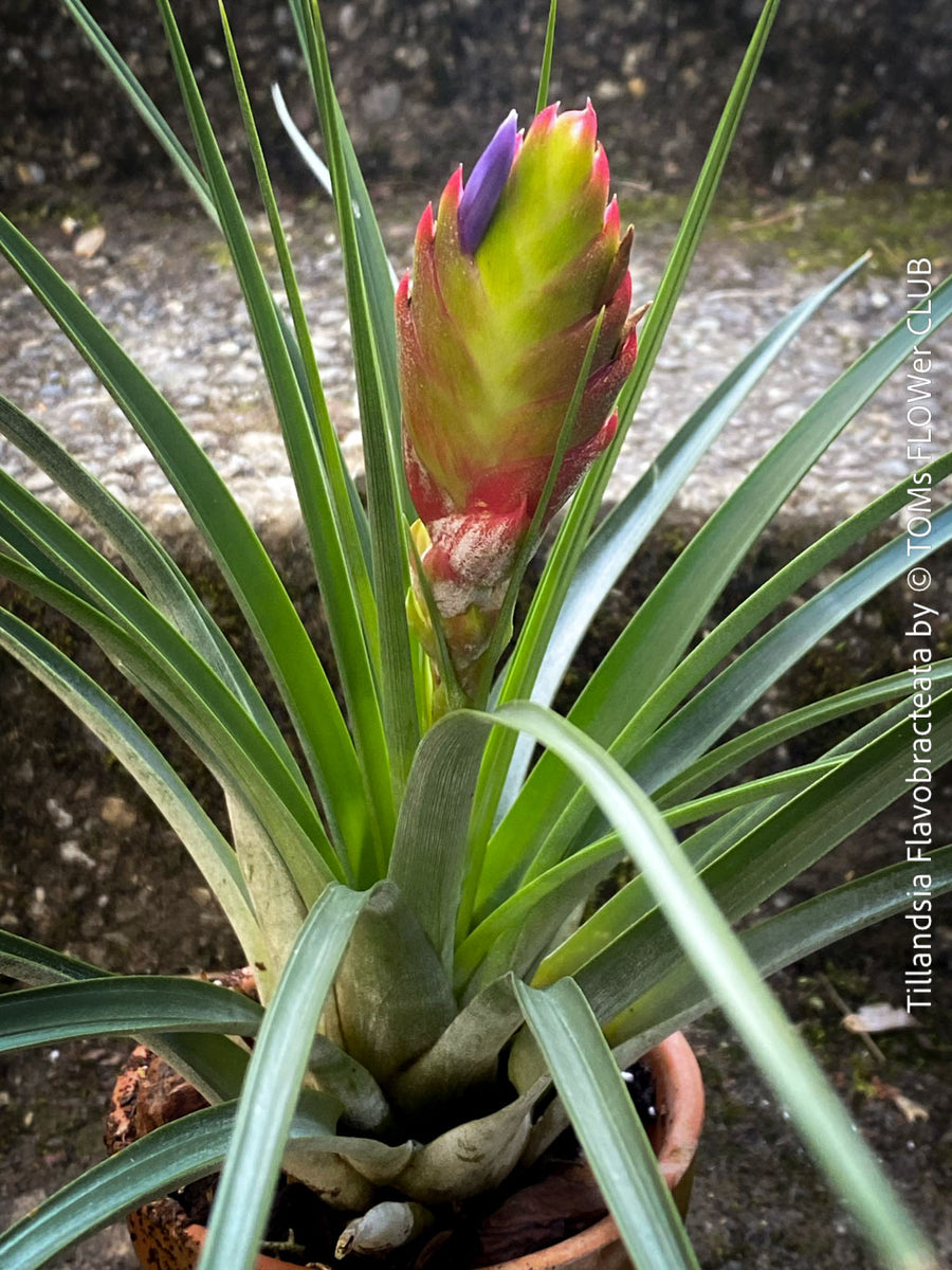 Tillandsia Flavobracteata | organically grown tropical air plants