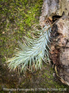Tillandsia Funkiana on cork oak wood, organically grown air plants for sale at TOMs FLOWer CLUB.