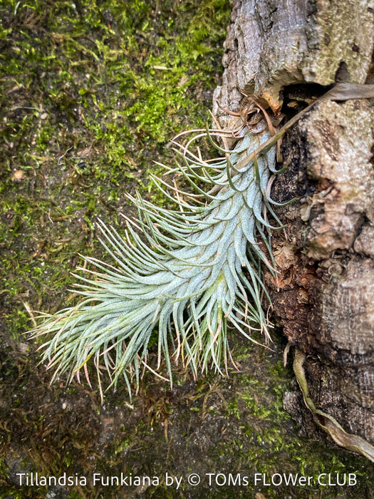 Tillandsia Funkiana on cork oak wood, organically grown air plants for sale at TOMs FLOWer CLUB.
