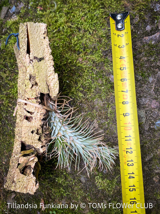 Tillandsia Funkiana on cork oak wood, organically grown air plants for sale at TOMs FLOWer CLUB.