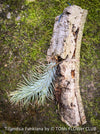 Tillandsia Funkiana on cork oak wood, organically grown air plants for sale at TOMs FLOWer CLUB.